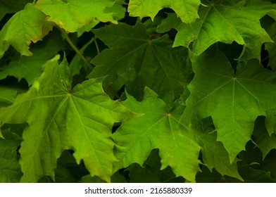 9,357 Green sycamore leaves Images, Stock Photos & Vectors | Shutterstock