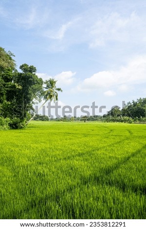 Green Lush Rice fields in the countryside of Sri Lanka