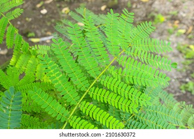 255 Albizia Chinensis Images, Stock Photos & Vectors 