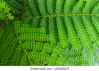 Green and lush Sengon (Albizia chinensis) leaves