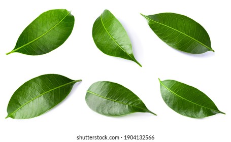 Green lychee leaf isolated on a white background.