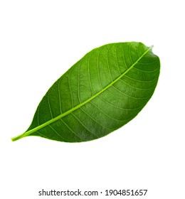 Green lychee leaf isolated on a white background. - Shutterstock ID 1904851657