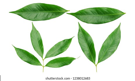 Green Lychee Leaf On A White Background.