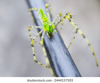 Green lynx spider

Peucetia viridans, the green lynx spider, is a bright-green lynx spider usually found on green plants. It is the largest North American species in the family Oxyopidae. - Powered by Shutterstock