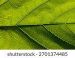 Green macro leaf texture,Leaf texture macro. Leaf vein pattern macro photography. Green leaf cells macro. Leaf close-up shot.