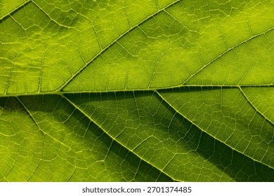 Green macro leaf texture,Leaf texture macro. Leaf vein pattern macro photography. Green leaf cells macro. Leaf close-up shot.