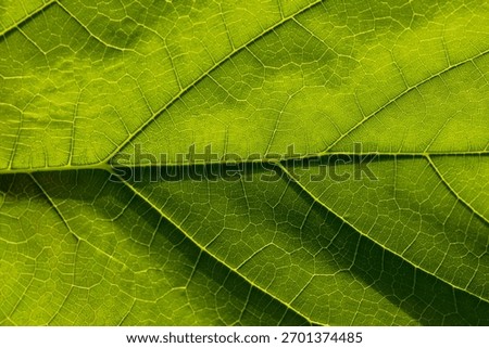 Green macro leaf texture,Leaf texture macro. Leaf vein pattern macro photography. Green leaf cells macro. Leaf close-up shot.