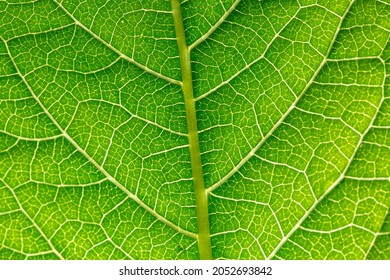 green macro leaf,Green leaves background. Leaf texture,background texture green leaf structure macro photography - Shutterstock ID 2052693842