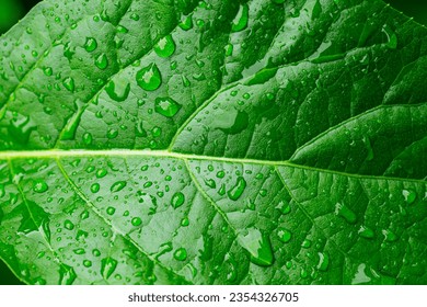 green macro leaf,raindrops on fresh green leaves on a black background. Macro shot of water droplets on leaves. Waterdrop on green leaf after a rain. - Powered by Shutterstock