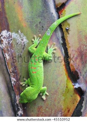 Green Madagascar day gecko on a palm tree