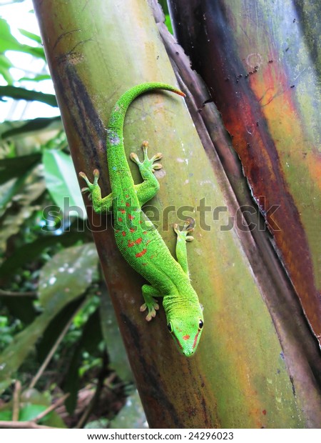 Green Madagascar Day Gecko On Palm Stock Photo (Edit Now) 24296023