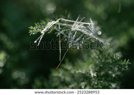 Similar – Thuja Natur Winter Pflanze