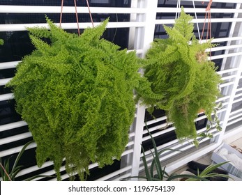 Green Maidenhair Fern