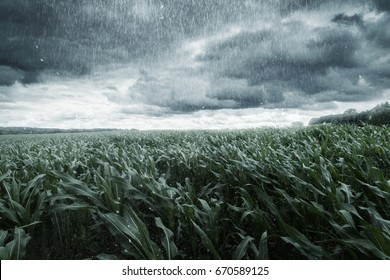 Green Maize Field In Front Of Dramatic Clouds And Rain