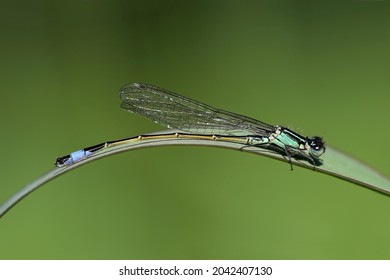 Green Male Dragonfly Sitting On A Stem