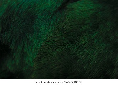 Green Mallard Drake Head Feathers