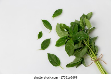 الطبخ المغربي الطحين المغربي Green-mallow-leaves-molokhia-egyptian-260nw-1733165699
