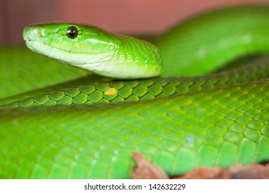 Green Mamba