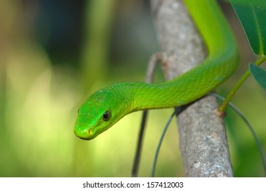 Green Mamba