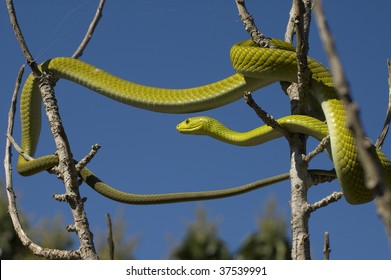 Green Mamba