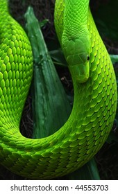 Green Mamba