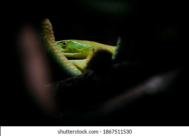 Green Mamba Among Branches Waiting For Prey