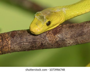 Green Mamba Molts For Close Up