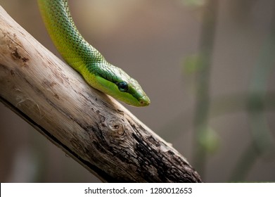 Green Mamba Snake