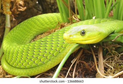 Green Mamba Snake