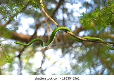 Green Mamba Snake in Arusha, Tanzania