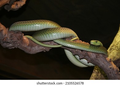 Green Mamba Snake In Tree