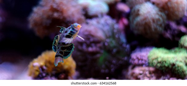 Green Mandarin Fish