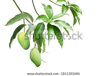 Green Mango Fruit with Branches and Leaves Isolated on White Background