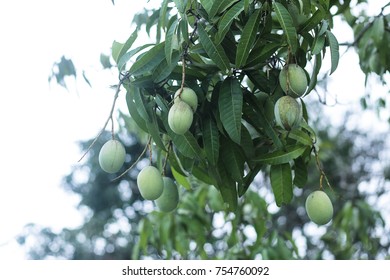 green mango fruits on tree - Shutterstock ID 754760092