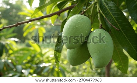 Green Mango hanging on tree with water drop in garden, Green Mangoes on tree in natural warm background