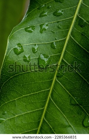 green mango leaf with drops of water in close up and detail