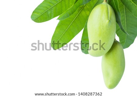Green mango and leaf isolated on white background,sour fruit for snack and healthy,