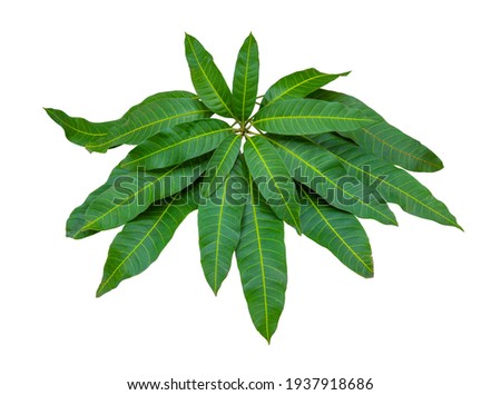 Green mango leaf isolated on white background and clipping path.