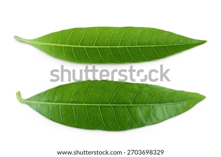 Green Mango leaf isolated on a white background. Top view. Flat lay