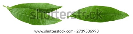 Green Mango leaf isolated on a white background. Top view. Flat lay