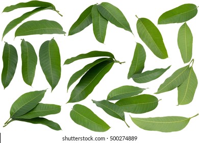 Green Mango Leaves Isolated