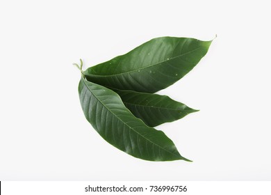 green mango leaves isolated on white background, collection of green