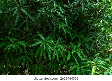 Green Mango leaves leaf texture background fresh leaves during the summer time.
