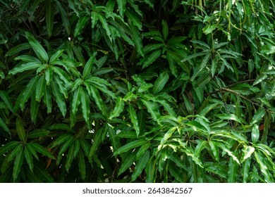 Green Mango leaves leaf texture background fresh leaves during the summer time.