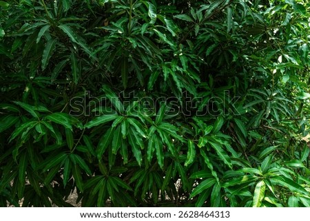 Green Mango leaves leaf texture background fresh leaves during the summer time.