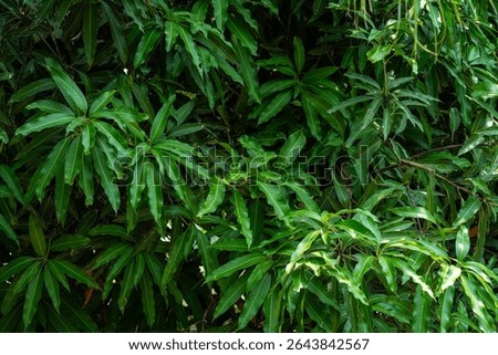 Green Mango leaves leaf texture background fresh leaves during the summer time.