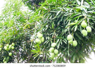 Young Flowery Fruit Amrapali Mango Tree Stock Photo 1490454947 ...