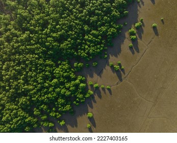Green mangrove forest with morning sunlight. Mangrove ecosystem. Natural carbon sinks. Mangroves capture CO2 from the atmosphere. Blue carbon ecosystems. Mangroves absorb carbon dioxide emissions.