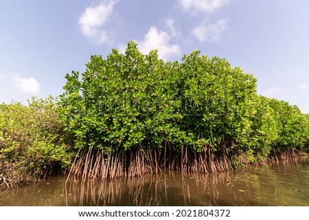 The green mangrove forests in the Cauvery delta off the village of Pichavaram near the town of Chidambaram in Tamil Nadu.