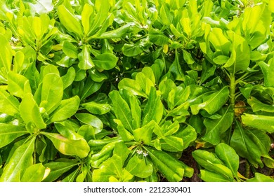 Green Mangrove Leaves   In The Maldives